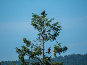 Two Eagles On A Tree Wallpaper
