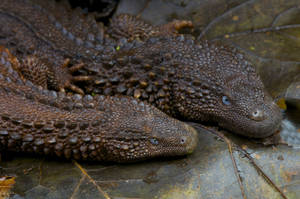 Two Earless Monitor Lizard Reptiles Wallpaper