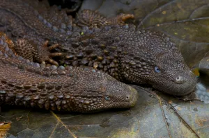 Two Earless Monitor Lizard Reptiles Wallpaper