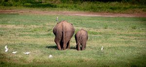 Two Elephant Butts Wallpaper