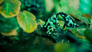 Two Frogs Kissing Each Other Wallpaper