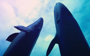 Two Humpback Whale Statues From Below Wallpaper
