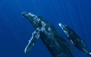Two Humpback Whales Swimming Upwards Wallpaper