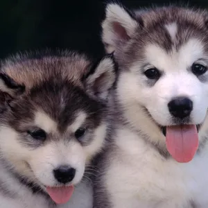 Two Husky Puppies Close-up Wallpaper