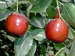 Two Indian Jujube Fruits Wallpaper