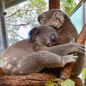 Two Koalas Cuddling Wallpaper