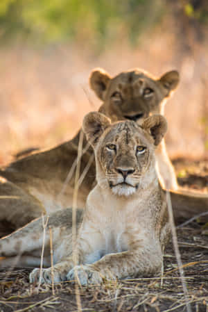 Two Lioness Resting In The Wild Wallpaper