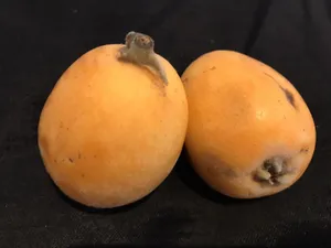 Two Loquat Fruits Wallpaper