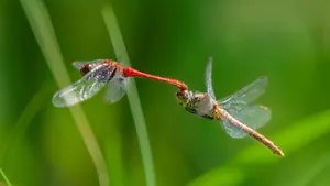 Two Meadowhawk Dragonflies Wallpaper