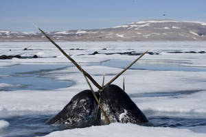 Two Narwhals Tusking Wallpaper