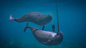 Two Narwhals Underwater Wallpaper