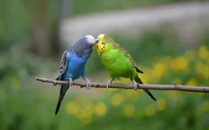 Two Nature Birds Wallpaper