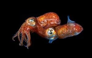 Two Pacific Bobtails Calamari Wallpaper