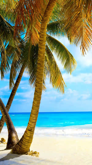 Two Palm Trees On A Sandy Beach Wallpaper