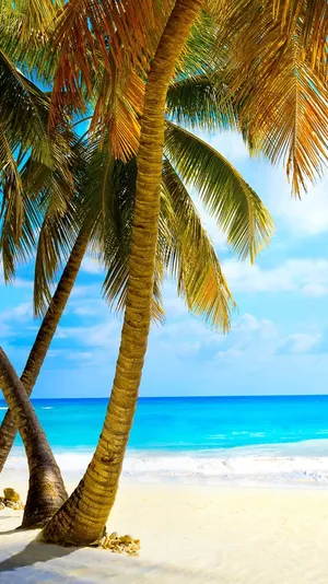 Two Palm Trees On A Sandy Beach Wallpaper