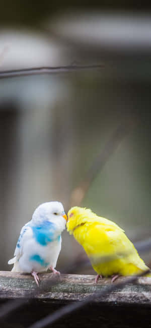 Two Pecking Bird Iphonebackground Image Wallpaper