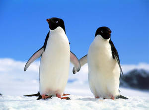 Two Penguins Holding Flippers Wallpaper