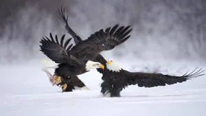 Two Playful Eagles Wallpaper
