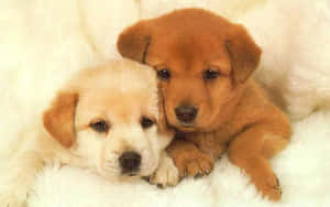 Two Puppies Laying On A White Fur Blanket Wallpaper