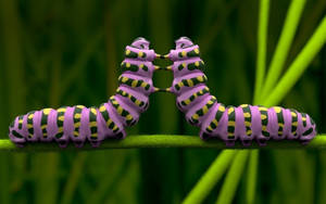 Two Purple Caterpillar Insects Wallpaper