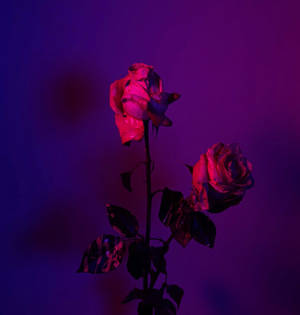 Two Roses In Purple Lighting Wallpaper