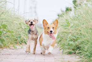 Two Running Pet Dogs Wallpaper