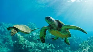 Two Sea Turtles In Opposite Directions Wallpaper