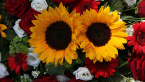 Two Sunflowers And Roses Bouquet Wallpaper