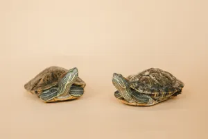 Two Turtles Cute Animals Wallpaper