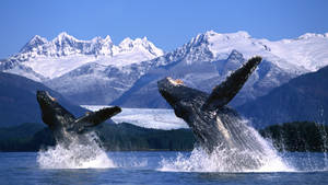 Two Whales Breaching Near Snowy Mountain Wallpaper