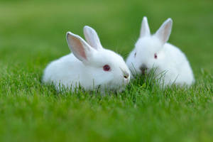 Two White Rabbits Wallpaper