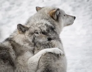 Two Wolves In Snow Wallpaper