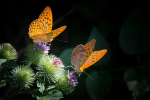 Two Yellow Butterflies On Flowers Wallpaper