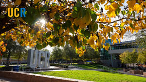 Ucr Foliage Wallpaper