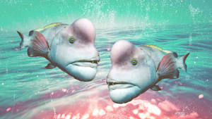 Ugly Bumphead Parrotfish Wallpaper