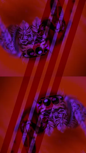 Ugly Tarantula Wallpaper