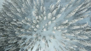 Ukraine Snowy Forest Wallpaper