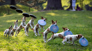 Ultimate Frisbee Jack Russell Terrier Wallpaper