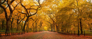 Ultra Wide Nature Yellow Wallpaper