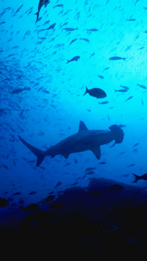 Uncover The Hidden Treasures Of The Ocean With The Shark Iphone Wallpaper