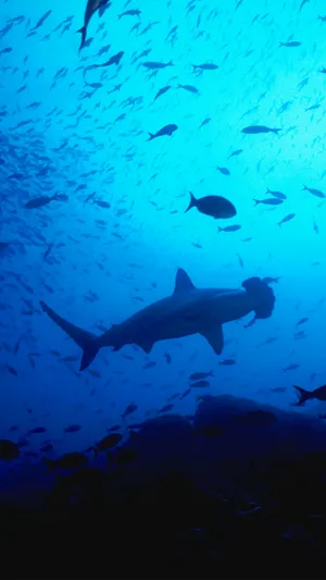 Uncover The Hidden Treasures Of The Ocean With The Shark Iphone Wallpaper