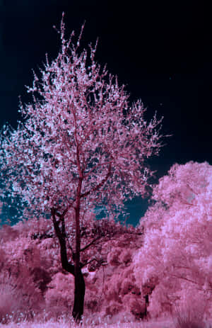 Under The Glowing Moonlight, The Cherry Blossoms Bloom Wallpaper