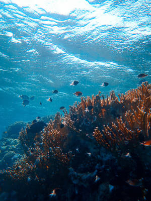 Underwater Brown Corals Wallpaper
