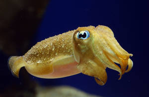 Underwater Elegance - Blue-eyed Spirulida Squid Wallpaper