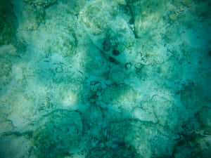Underwater Seabed Texture Wallpaper