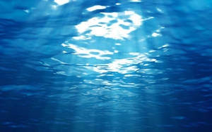 Underwater Shot On Galaxy Tablet Wallpaper