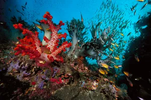 Underwater World Odd Corals Wallpaper