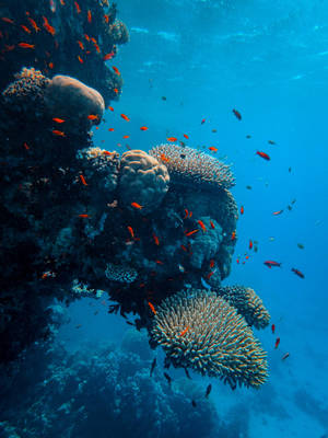 Underwater World Vertical Coral Reefs Wallpaper