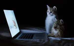 Unique Laptop And Cats Background Wallpaper