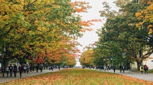 University Grounds Full Of Trees Wallpaper